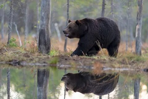 Скачать обои берег, лес, отражение, медведь, водоем разрешен