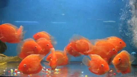 Red Severum fish - YouTube