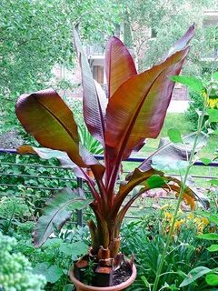 Amazon.com: banana plant: Patio, Lawn & Garden