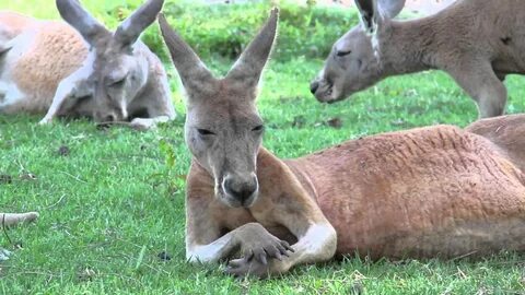 Free photo: Kangaroo Laying Down - Animal, Jungle, Kangaroo 