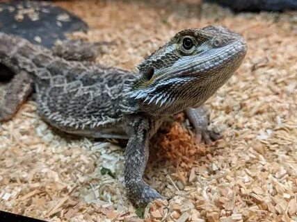 Why is my bearded dragon turning black and not eating? - Cle