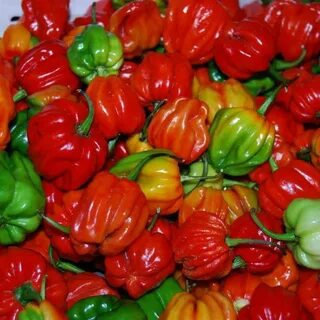 AJI DULCE 2 ,Pepper Seeds, (Capsicum chinense,) Sweet Habane