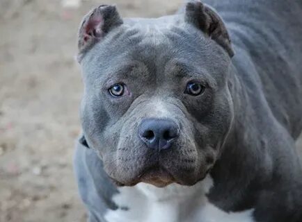 Bully Pitbull Puppies For Sale Az - Assemblystatelegislature