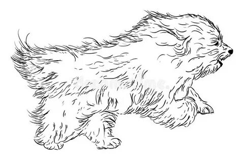 Coton de Tulear stock illustration. Illustration of fluffy -