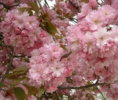 Japanese Flowering Cherry, Prunus serrulata, Tree Seeds (Fas
