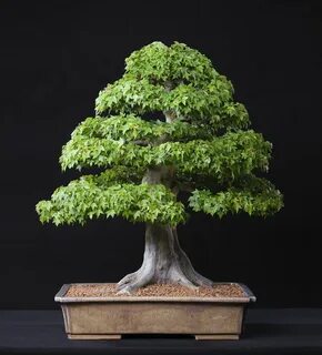 Trident Maple Maple bonsai, Zelkova bonsai, Bonsai tree