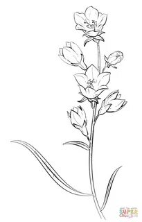 Bell Flower Flower drawing tutorials, Flower sketches, Flowe
