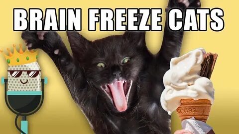 Brain Freeze Cats - YouTube