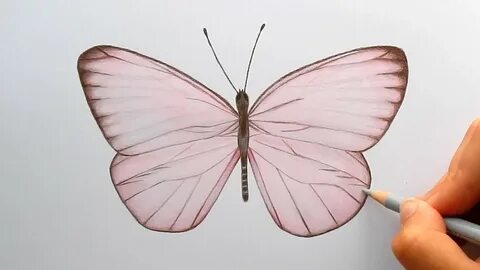 Drawing a light pink Butterfly with colored pencils and copi