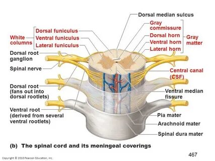 Neurons, the Spinal Cord and Spinal Nerves Flashcards - Easy