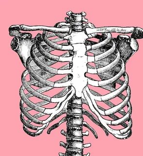 Anatomy Rib Cage - Thoracic, Chest & Rib Pain Aligned for Li