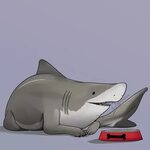 Cute Shark Wallpapers - 4k, HD Cute Shark Backgrounds on Wal
