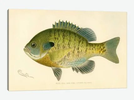 Blue Gill Sun Fish Canvas Art Print by Print Collection iCan