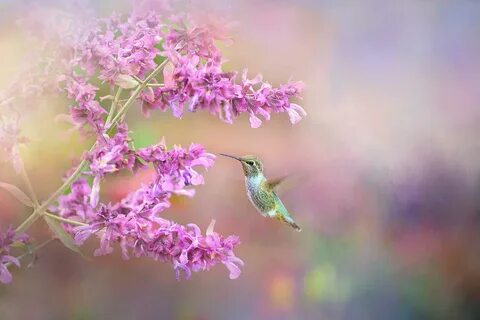 Hummingbird in Shades of Lavender Photograph by Lynn Bauer F