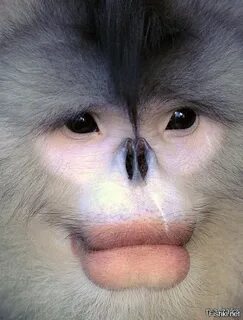 Бирманская курносая обезьяна (Snub Nosed Monkey) - вид тонко