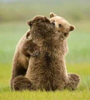 ♥ Pensa no Amor ♥: Imagens extraordinárias 68 Bear, Pictures