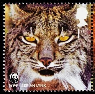 Pin by Shirley on FILATELIA - CARNIVORA Iberian lynx, Wwf an