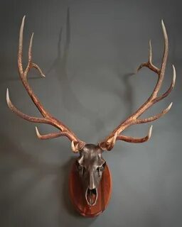 Bronzed Elk Skull Deer skull art, Elk skull, Antler wall dec