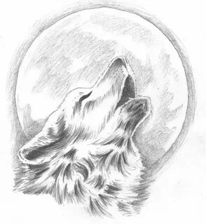 Sketch from Sony Howling wolf tattoo, Wolf sketch, Wolf draw