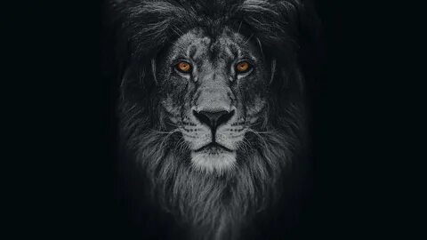 My First Win with the Black Lion - Chess.com