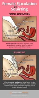 An Infographic Illustrating The Differences Between Female Ejaculation And Squi...