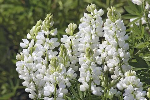 Einjährige Lupine 'Avalune White'