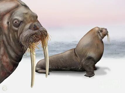 Walrus Odobenus rosmarus - Morse - Morsa - Tricheco - Mursu 