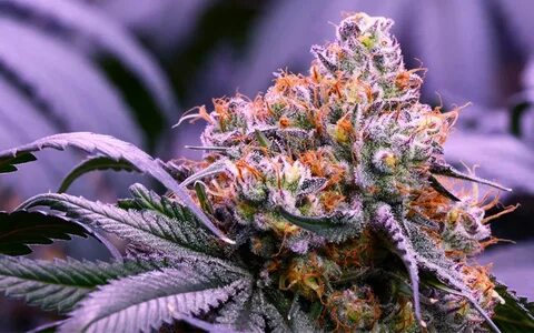 Do you want Sweeter, Bigger, and Tastier BUDS? - Talking Hyd