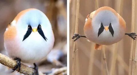 Bread Whiskers, The Gorgeous Chubby Tiny Bird That Appears To Have Two Larg...