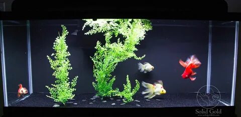 Solid Gold: April 2013 Goldfish tank, Diy fish tank, Fish ta