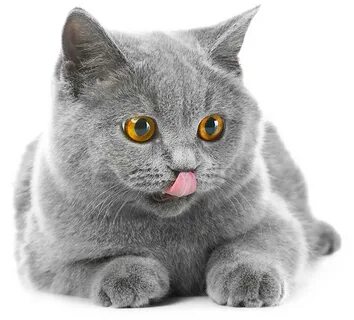Чем кормить британского котенка:советы и рекомендации