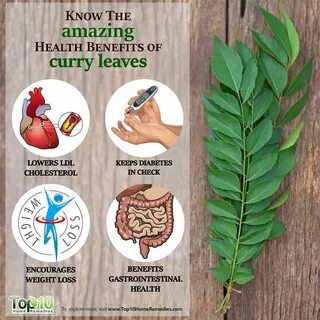 Know the Amazing 10 Health Benefits of Curry Leaves Top 10 H