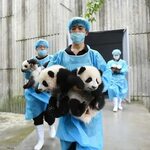 Guardería de bebés panda es lo más tierno que vas a ver en t