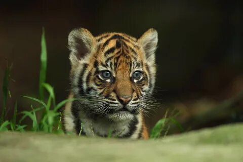 Cute Baby Tiger Wallpaper (68+ images)