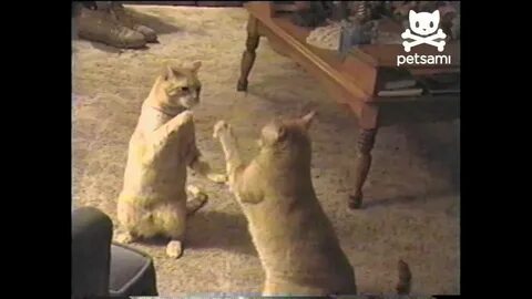 Boxing kitty meets his match - YouTube