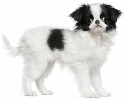 Images of japanese chin puppies