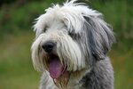 Bearded Collie free image download