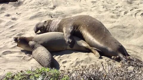 Elephant Seals mating on a California Beach while baby seal 