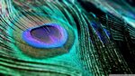 Download Peacock Feather UltraHD Wallpaper - Wallpapers Prin