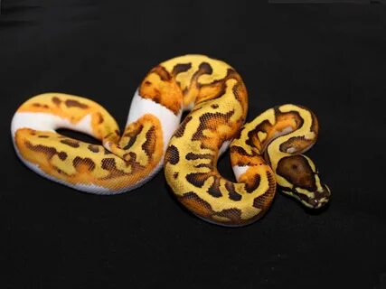 Enchi Fire Pied - Morph List - World of Ball Pythons