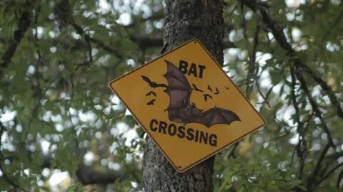 Bats at Old Tunnel State Park: Visit Fredericksburg TX - You