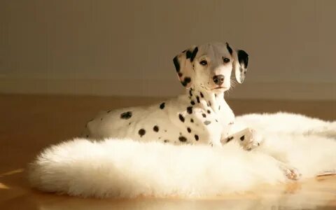 Породы собак: Далматин (50 фото) Фото далматинов, описание п