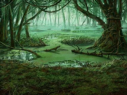 Swamp Picture - Image Abyss