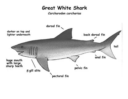 Free Shark Diagrams 101 Diagrams