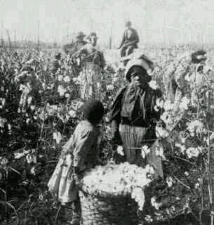 Slaves picking cotton Slavery Photos Pinterest History, Afri