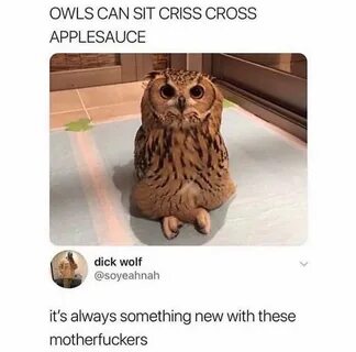 They sit in a non owl - Album on Imgur