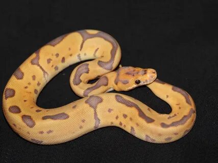 Pastel Caramel Clown - Morph List - World of Ball Pythons