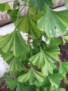 Ginko biloba 'Majestic Butterfly foliage Ginkgo biloba, Plan