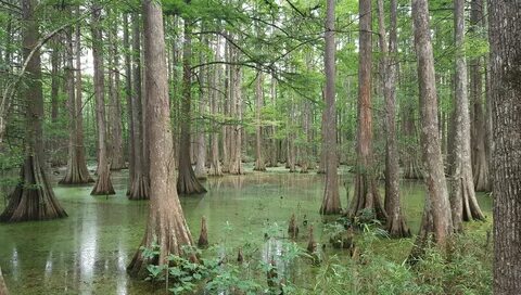 The Swamp Archives - ClickHole