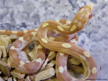 Index of /blog/wp-content/gallery/new-corn-snakes-030409